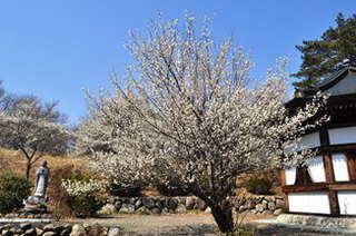 南平台の梅花