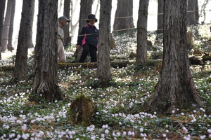 イワウチワ