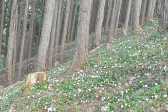 金谷のイワウチワの群生の様子