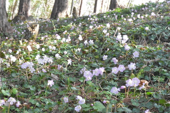 夕方のイワウチワの群生の様子