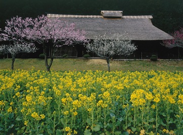 ふるさとの森