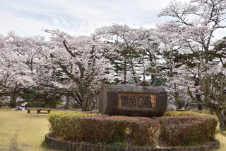 馬頭公園４月８日　