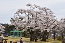 馬頭公園４月８日