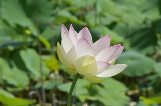 生い茂る葉を背景に一輪のハスの花が大きく写る様子