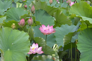 ハスの花(ふるさとの森公園)