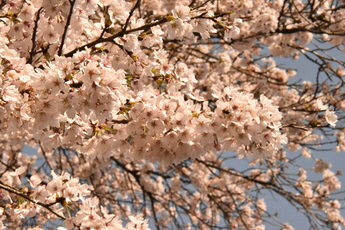 桜の写真